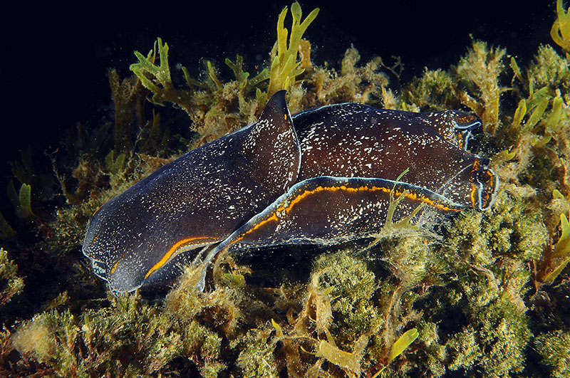 Philinopsis depicta